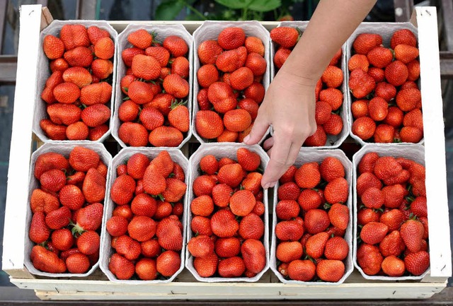 In Sdbaden gibt es jetzt wieder heimische Erdbeeren.  | Foto: dpa