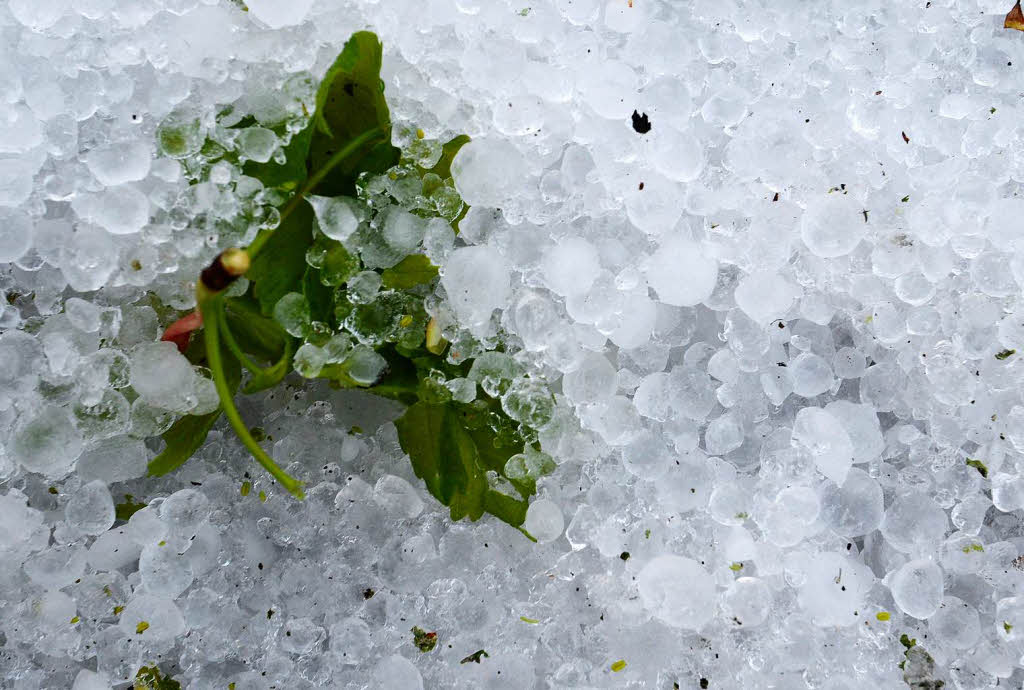 Ein Blatt liegt am 02.05.2013 in Gutach, inmitten von Hagelkrnern. Ein schweres Unwetter hat starke berschwemmungen ausgelst.