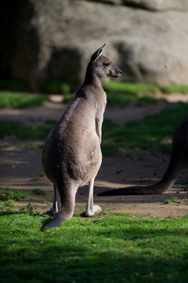 Knguru auf dem Sprung  | Foto: zoobasel