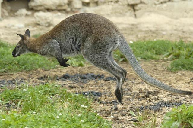 Vorsicht Beuteltier! Känguru Sally narrt die Polizei