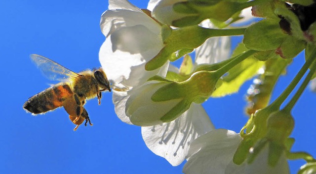 Schwer beladen peilt diese Biene eine ...hblte an: Ein paar Pollen gehen noch.  | Foto: Siegfried Gollrad