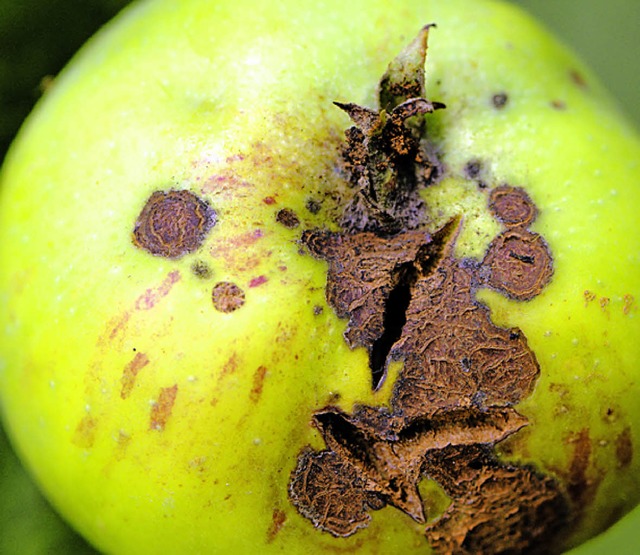 An Apples Garantieversprechen soll etwas faul sein.   | Foto: Gollrad