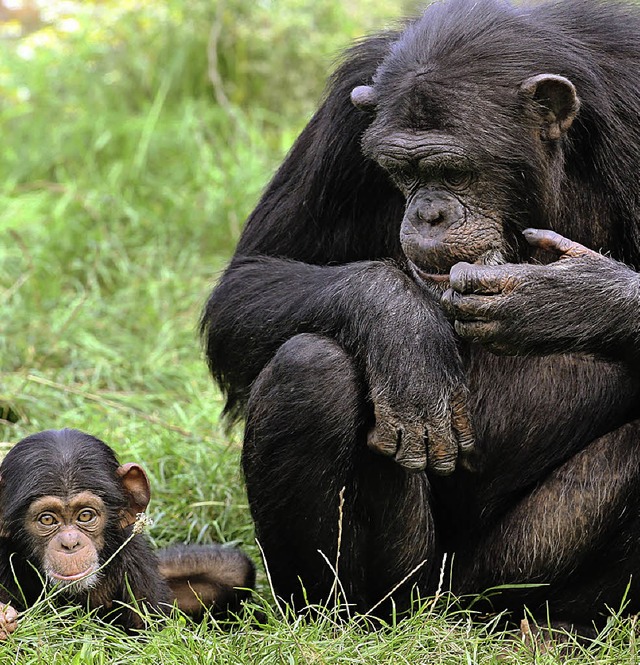 Ohne Gentechnik: Schimpansin Pia und i...eben in Hodenhagen, im Serengetipark.   | Foto: dpa