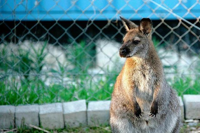 Känguru Sally unauffindbar - Verfolger aber optimistisch