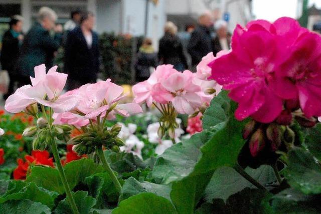 Fotos: Geranienmarkt in Rheinfelden
