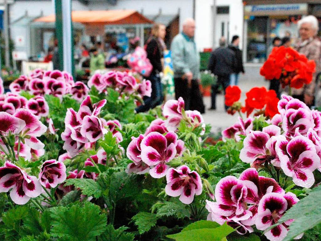 Die bunten Blten des Geranienmarkts bildeten einen Kontrast zum Grau des Himmels