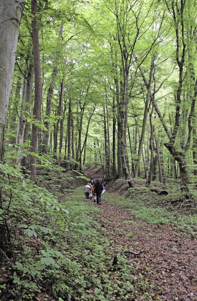 Eine Exkursion fhrte in den Bannwald ...e Eingreifen des Menschen entwickeln.   | Foto: Erika Sieberts