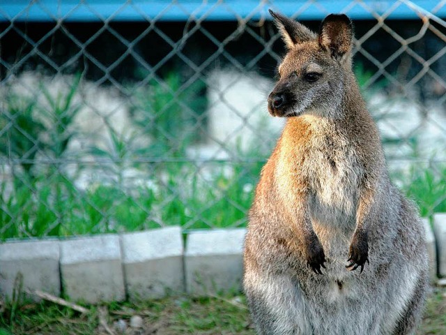 Wer hat dieses Knguru gesehen? Sally ist noch immer auf der Flucht.  | Foto: dpa