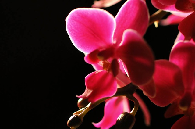 Schn anzusehen, sind sie, solche Orchideen.   | Foto: Schiffner