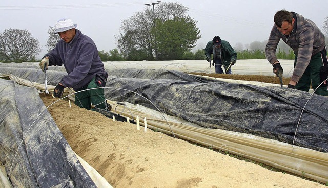 Mitarbeiter des Spargel- und Obstanbau...rzielt eine zufriedenstellende Ernte.   | Foto: Silvia Faller