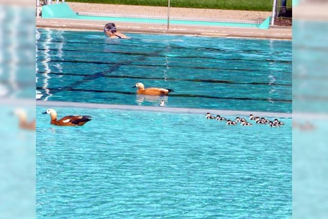 Rostgnse-Familie hat das Freibad fr sich entdeckt