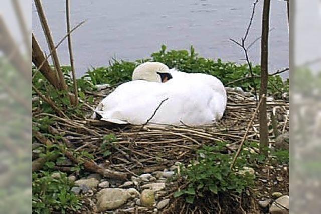 Schwan stirbt nach Hundebiss