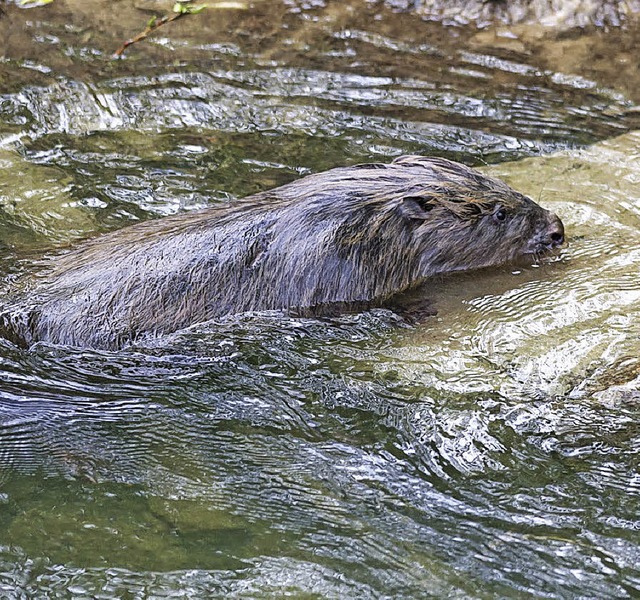 Mein lieber Biber!   | Foto: Zoo Basel