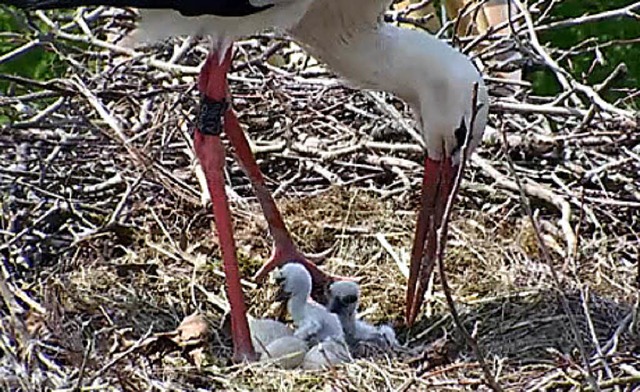 Die Storchenbabys   | Foto: Henning