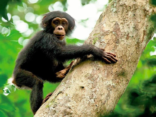 Schimpanse Oscar auf dem Weg nach oben   | Foto: Fotos: Disney