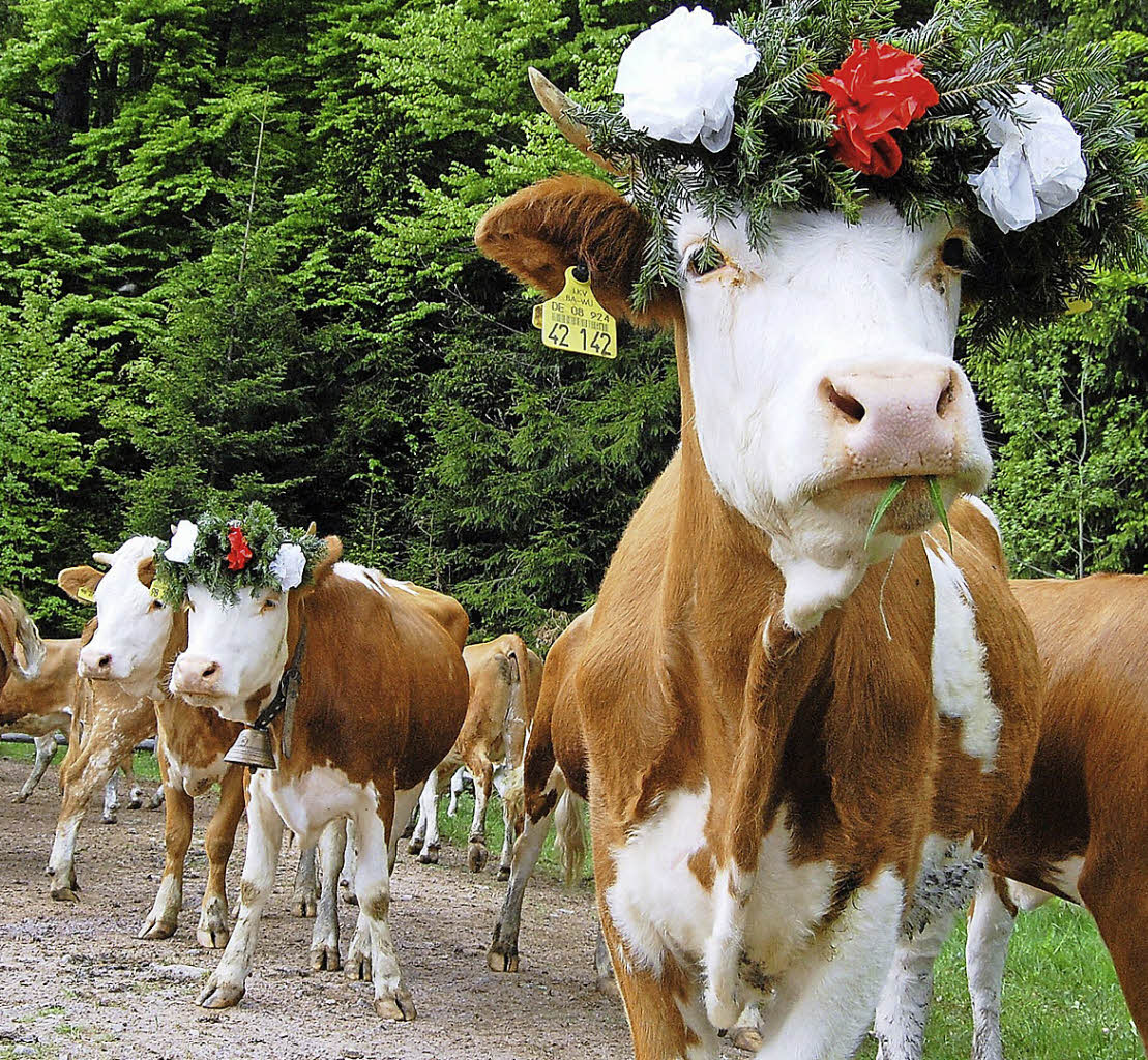 Mit Blumenschmuck zur Sommerweide Freizeittipps Badische Zeitung