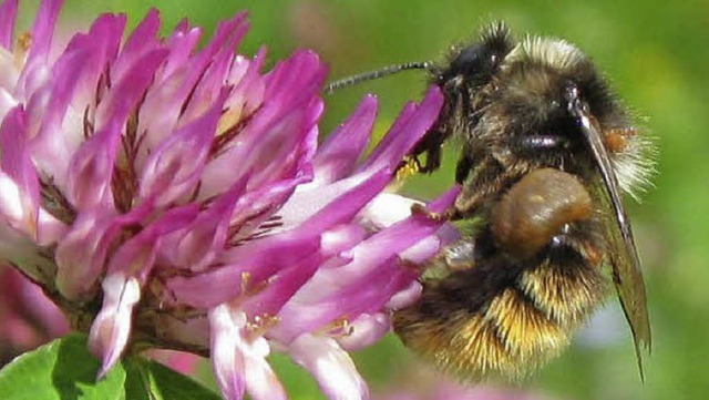 Wildbiene saugt Nektar   | Foto: Lorenz (3)/ddp/dpa