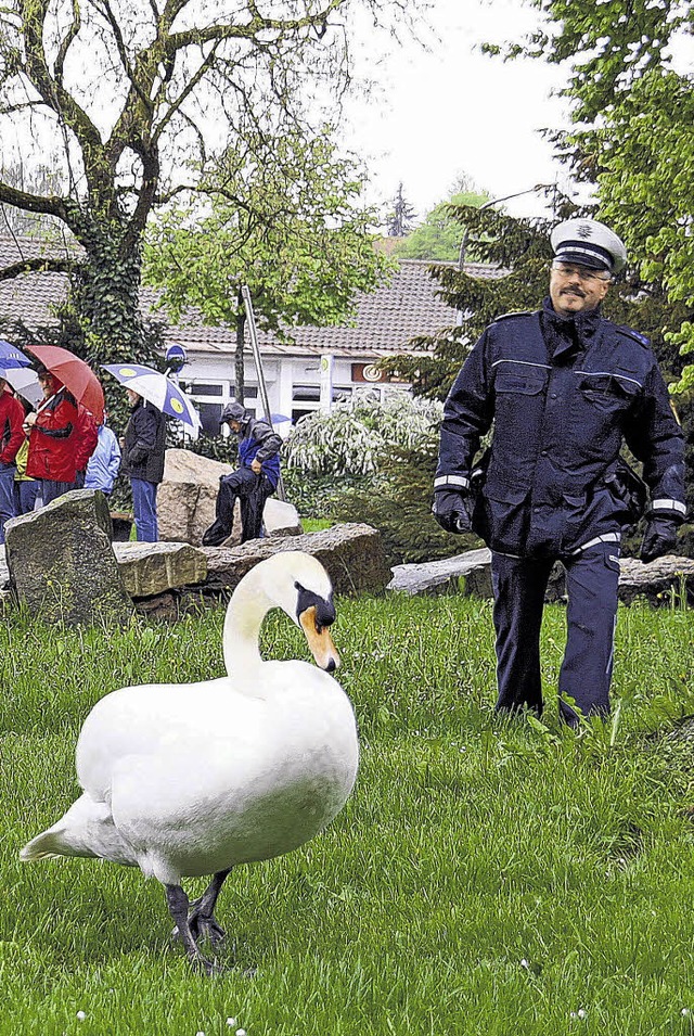 Mein lieber Schwan &#8211; den Vogel s...m Auftritt nicht beeindruckt zu sein.   | Foto: SK