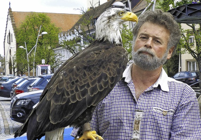 Falkner Franz Ruchlak zeigt am Sonntag...ugknste des Weikopfseeadlers Amrun.   | Foto: LENDLE