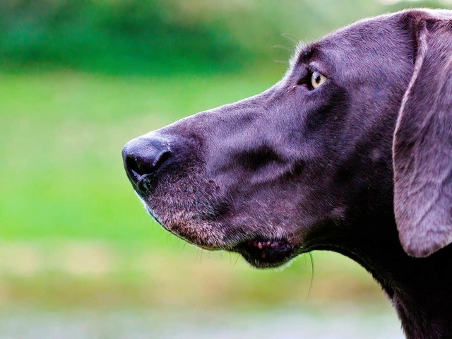 Dieser Hund sollte, wie alle Tiere, gut aufpassen, was er frisst.  | Foto: Huber Carlotta