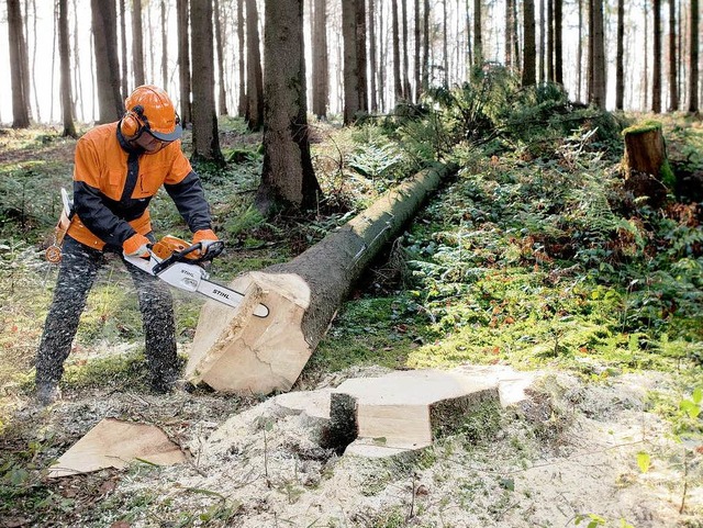 Baumfllen mit der Motorsge &#8211; das will gelernt sein.  | Foto: obs