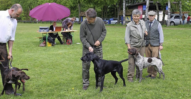 Lebhafte Jagdhunde: Jubilumszuchtschau in Meienheim   | Foto: spengler