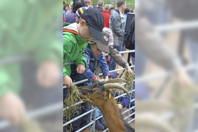 Vieh-Auftrieb begeistert die Besucher