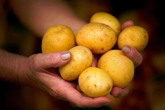 Experten: Aktuelle Preise keine Folge des Kartoffelkartells