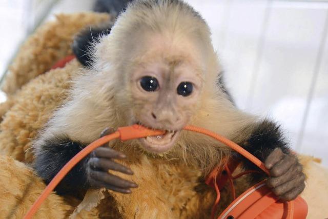 Justin Biebers Affe soll mit Artgenossen leben