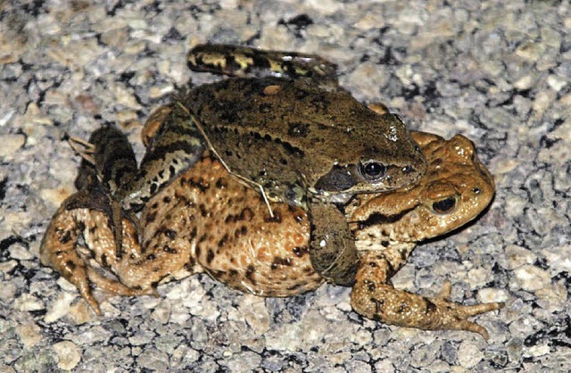 Die Weibchen tragen die Mnnchen Hucke...pltzen - ein gefahrvolles Unterfangen  | Foto: Karin Stckl-Steinebrunner