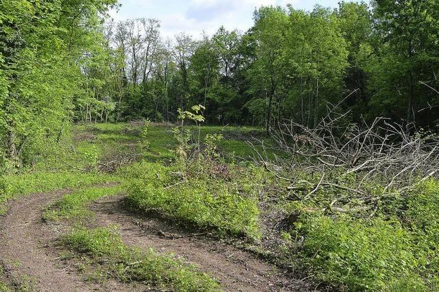 Die Krux mit dem Ersatz-Wald