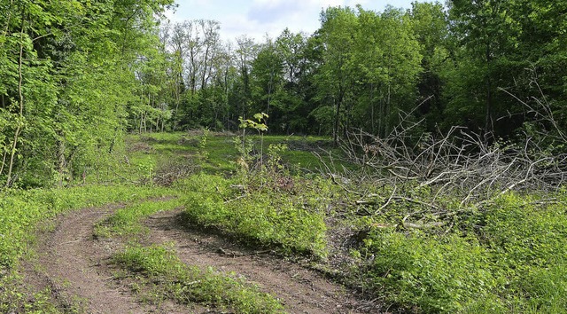 Die Flche  unweit  des  Sportplatzes ...derer Stelle ein neuer Wald entsteht.   | Foto: Mink