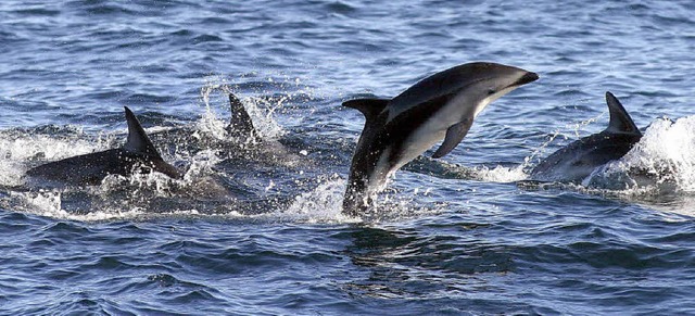 Wunderschn anzusehen und verspielt: Delphine im Atlantischen Ozean.   | Foto: dpa