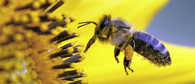 Blhende Wiesen mit unterschiedlichen ...zen wren ideal fr Bienen und Imker.   | Foto: dpa
