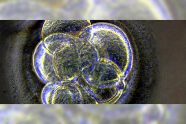 US-Forscher klonen menschlichen Embryo