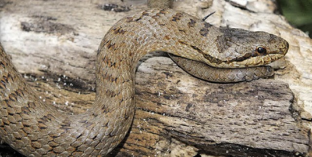 Wickelt ihre Beute ein: die Schlingnatter.   | Foto: Reinhold Treiber