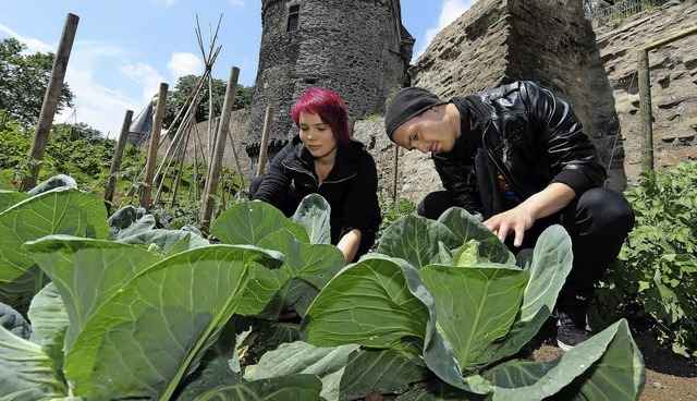 Bald auch in Emmendingen? Andernach st... können von Bürgern geerntet werden. | Foto: dapd Bald auch in Emmendingen? Andernach st... können von Bürgern geerntet werden. | Foto: dapd
