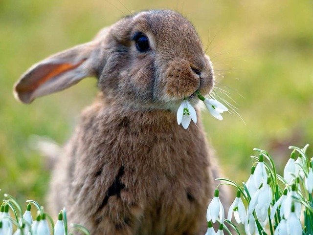 Was hat eigentlich der Hase mit Ostern zu tun?  | Foto: dpa