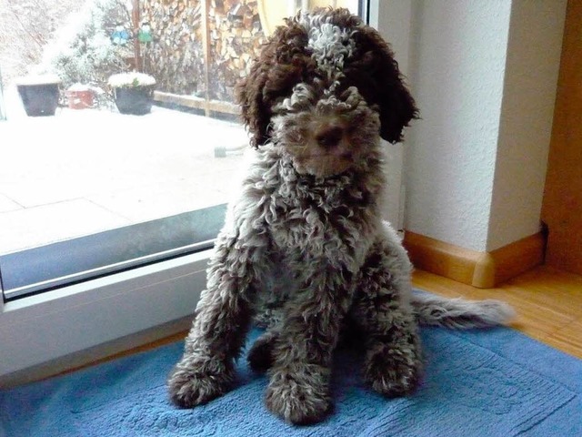 Ein Lagotto Romagnolo  | Foto: privat