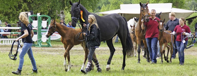 Fohlenschau beim Pfingstturnier: Fnf ...chtern auf dem Reitplatz vorgestellt.  | Foto: Ilona Hge