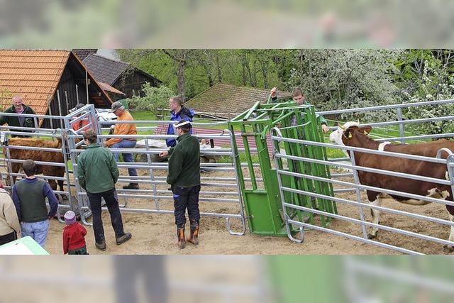 Mehr als 250 Sommergste auf den Weiden