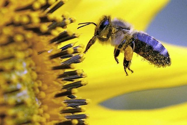 Die Grnen fordern ein stdtisches Bienenschutzprogramm