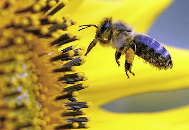 Ohne Bienen keine Blten und ohne Blten keine Bienen.   | Foto: dpa