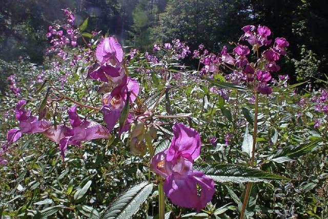 Naturschutz contra Neophyten