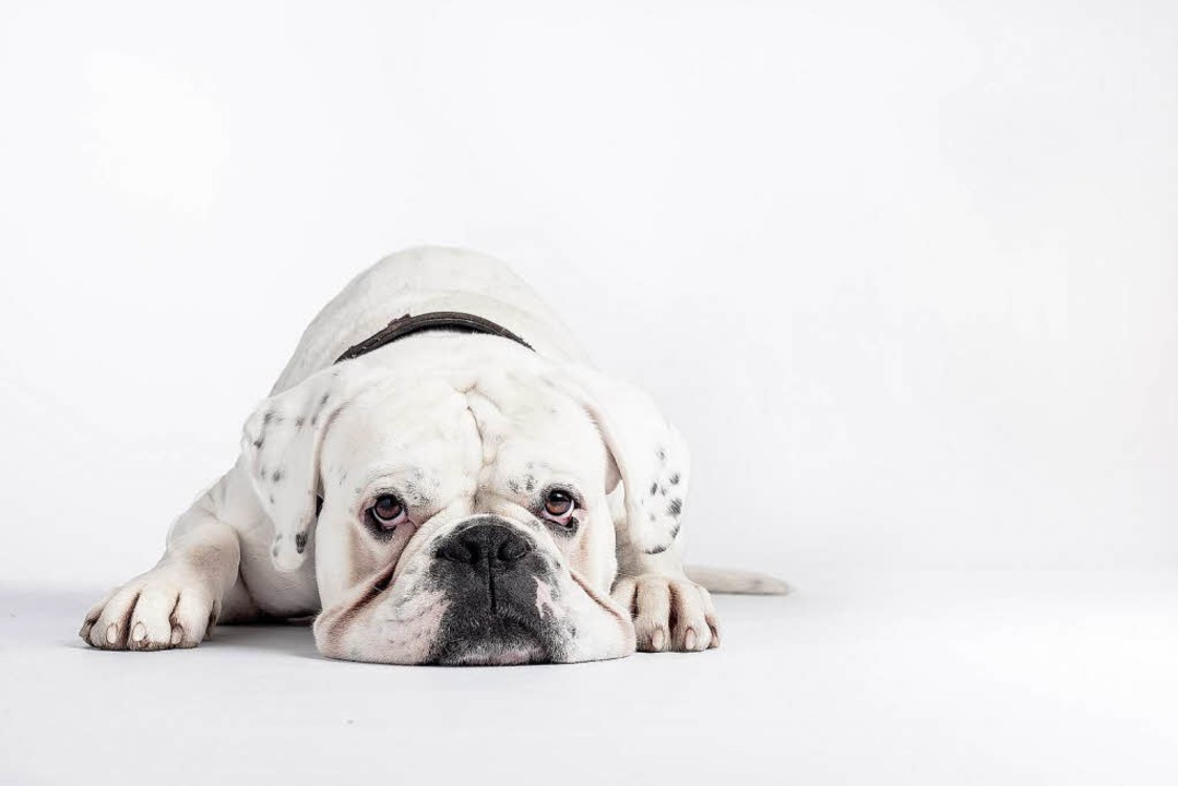 Weißer Hund auf weißem Grund: Amor war...ers erstes Fotomodell auf vier Pfoten.  | Foto: Christian Hanner (3)
