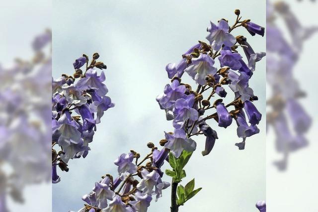 Blau und auffllig schn