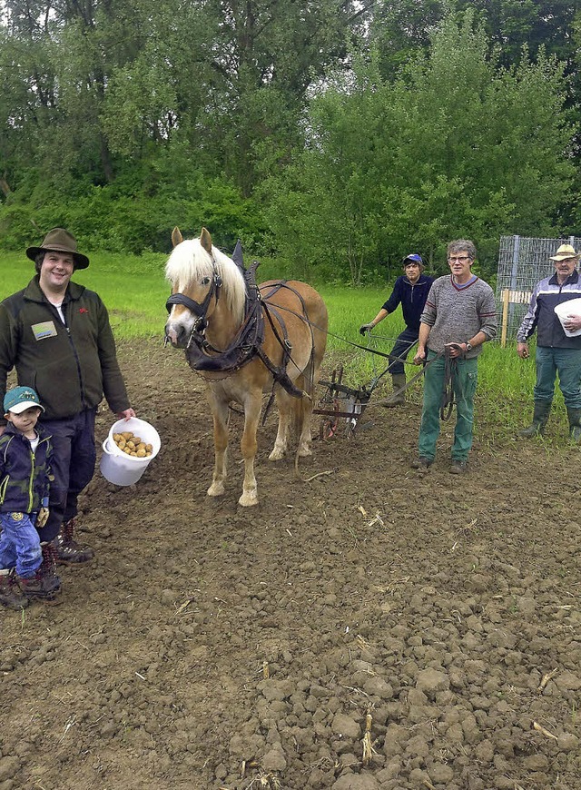 Die Kartoffeln werden gesetzt, die Ern...wird mit einem groen Fest verbunden.   | Foto: gemeinde rust