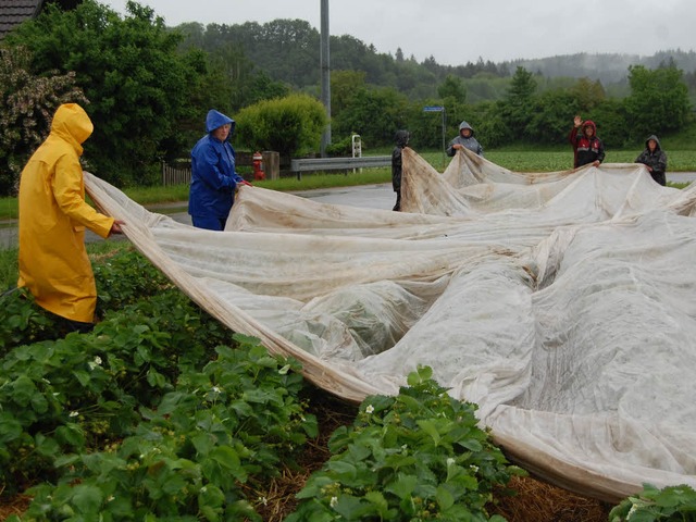 Folie drber, denn schon wieder regnet...der Erdbeerpflcker ist trotzdem gut.   | Foto: Silke Nitz