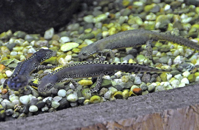 Die neuesten Zoobewohner: Bergmolche im Aquarium  | Foto: Hubert Bleyer