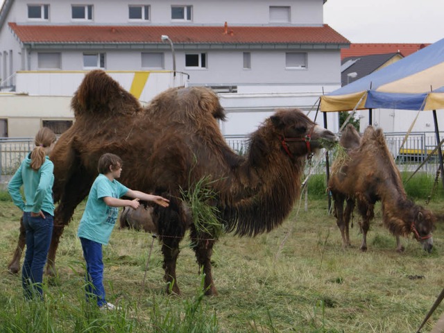 Geht das berhaupt? Der &#8222;Circus ...nd schlug einen Platz am Ortsrand vor.  | Foto: Marco Schopferer